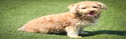 Havanese dogs for sale: Gatsby Havanese  - Ad 5