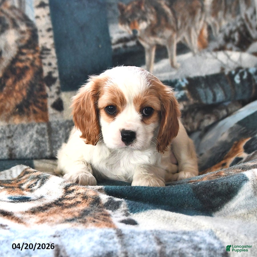 Cavalier King Charles Spaniel dogs Holly - Ad 2