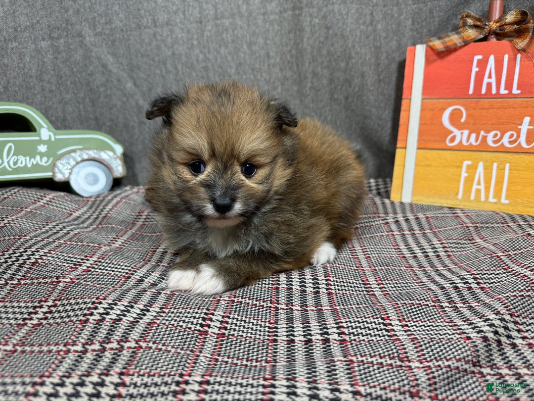 Pomeranian dogs for sale: Pomeranian Puppy 1 - Ad 1