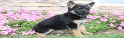 German Shepherd dogs for sale: Hailey - Ad 5