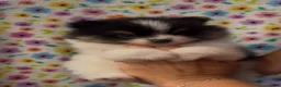 Pomeranian dogs for sale: Pomeranian 3 - Ad 1