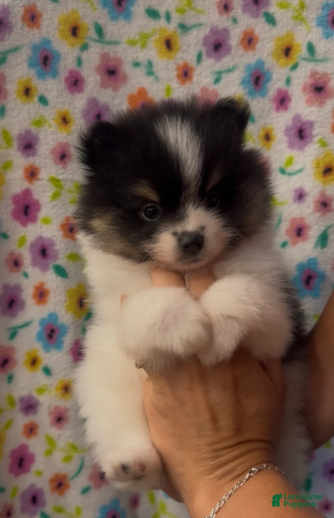 Pomeranian dogs for sale: Pomeranian 3 - Ad 1