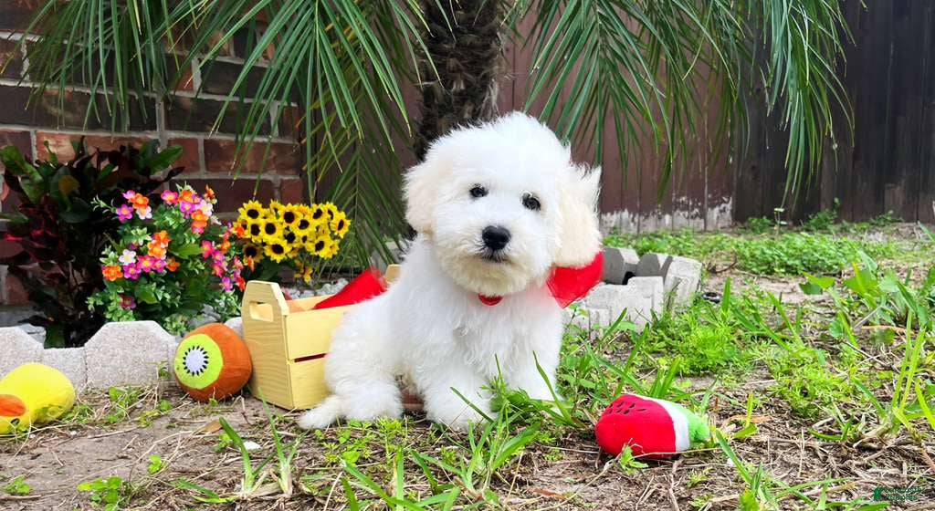 Maltipoo dogs Mozart - Ad 2