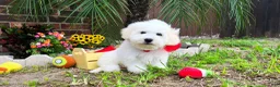 Maltipoo dogs for sale: Mozart - Ad 2