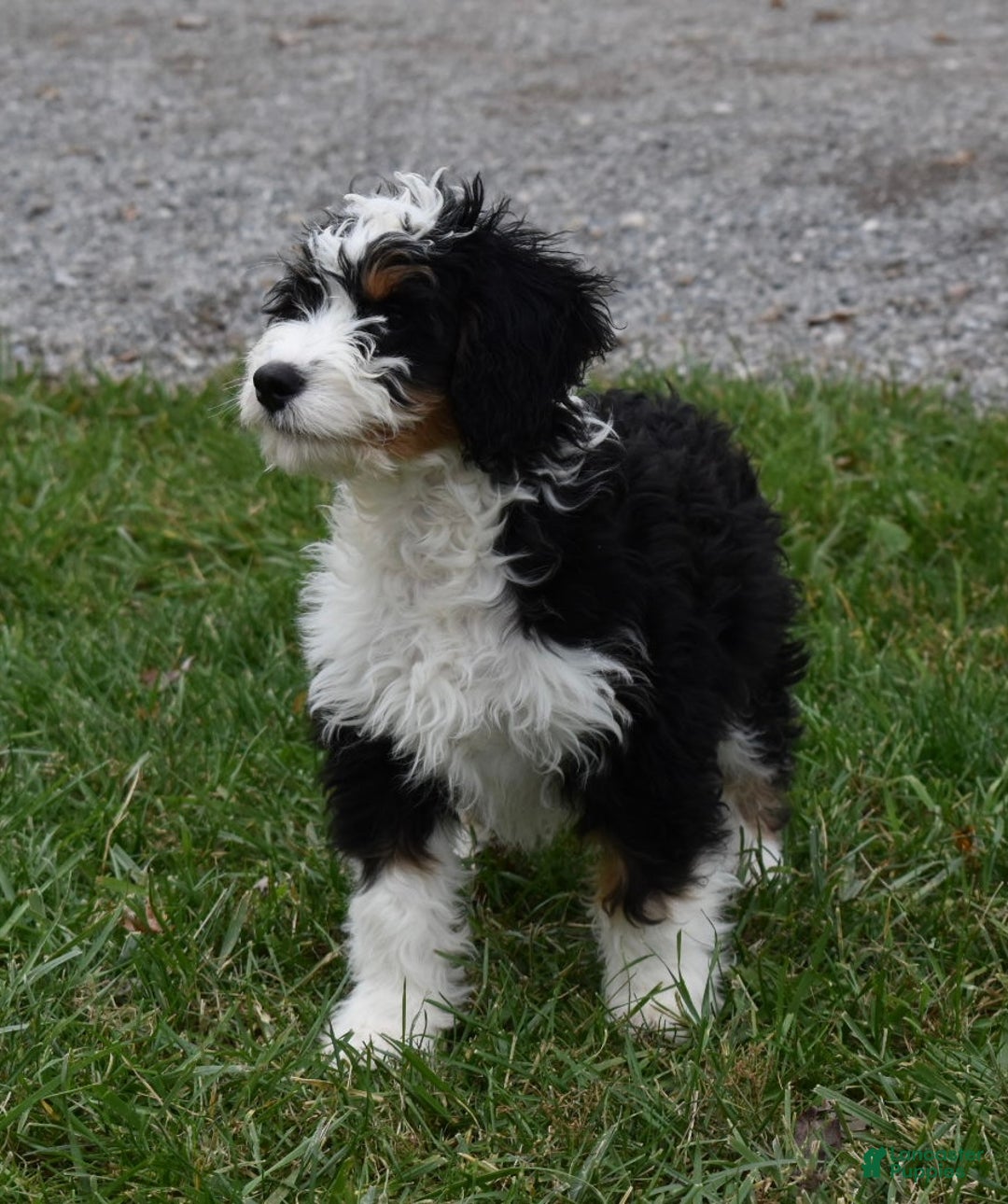 Mini Bernedoodle dogs for sale: Hunter - Ad 1
