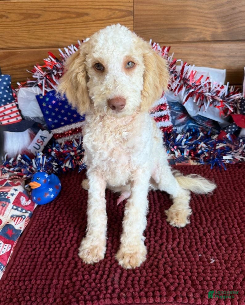 Mini Goldendoodle dogs Spirit - Ad 4