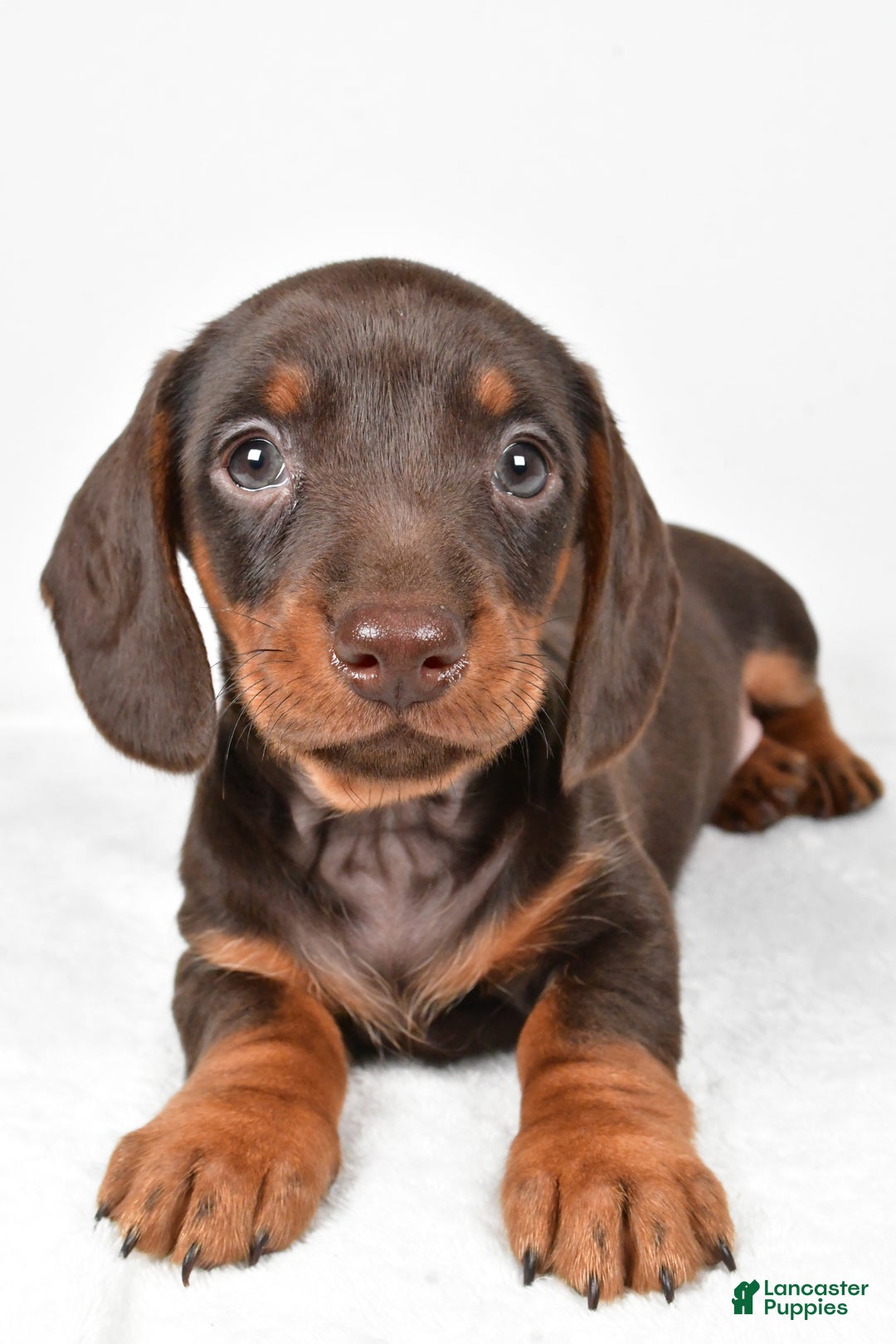 Miniature Dachshund dogs for sale: Frankie - Ad 5