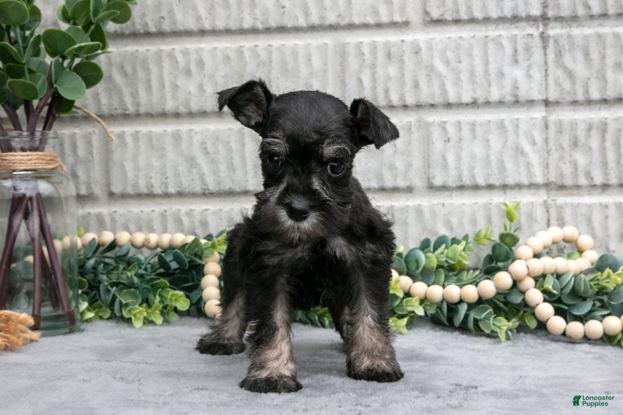 Miniature Schnauzer dogs Debbie - Ad 1