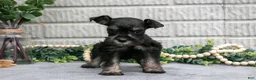 Miniature Schnauzer dogs for sale: Debbie - Ad 1