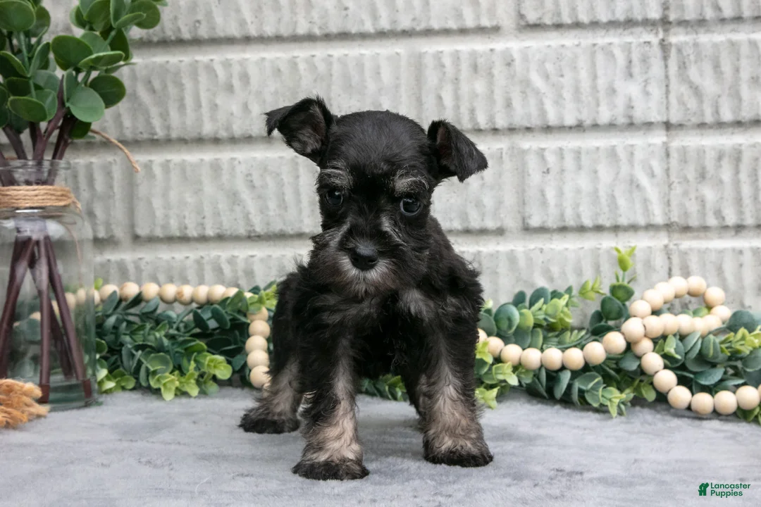 Miniature Schnauzer dogs for sale: Debbie - Ad 1