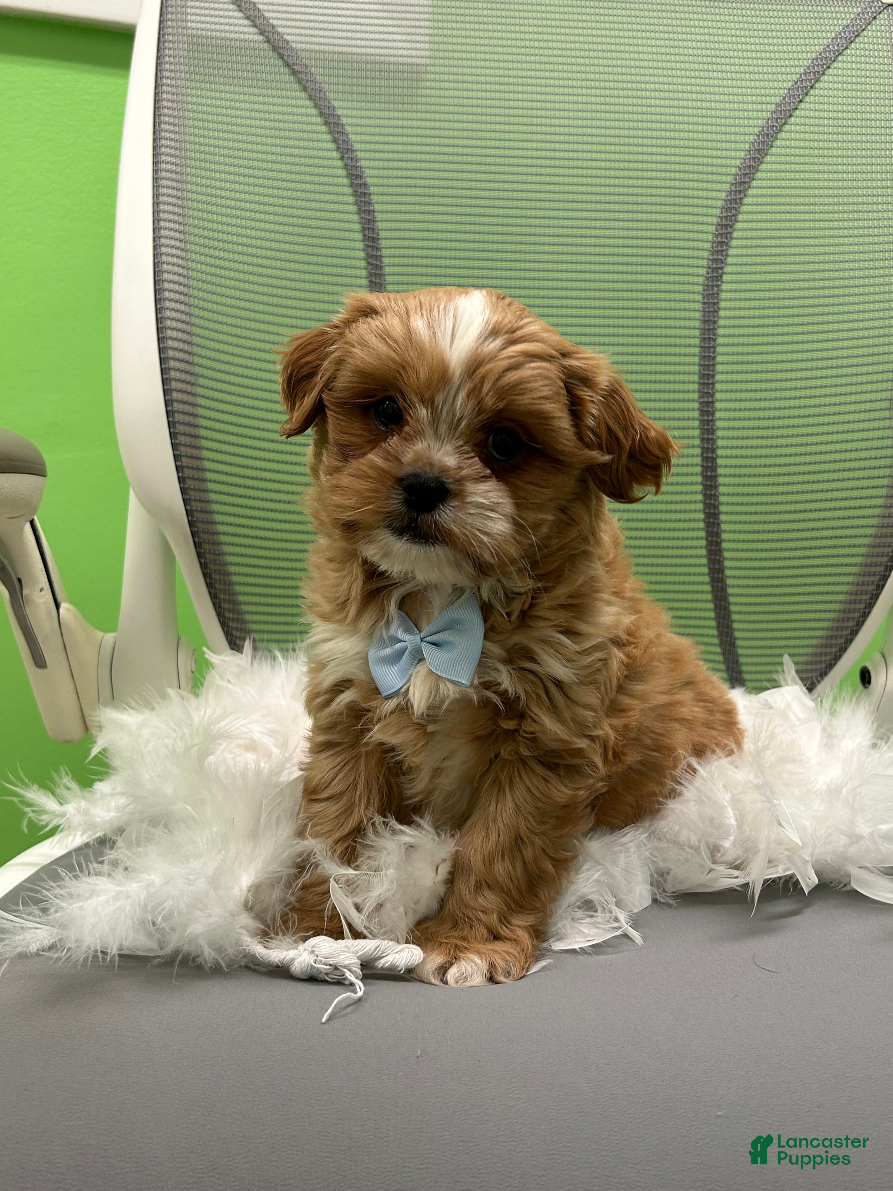 Shihpoo dogs Shihpoo 2 - Ad 42