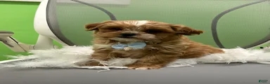 Shihpoo 2