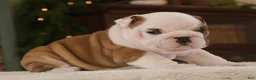 English Bulldog dogs for sale: Thor  - Ad 4