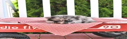 Pomeranian dogs for sale: Kingston - Ad 2
