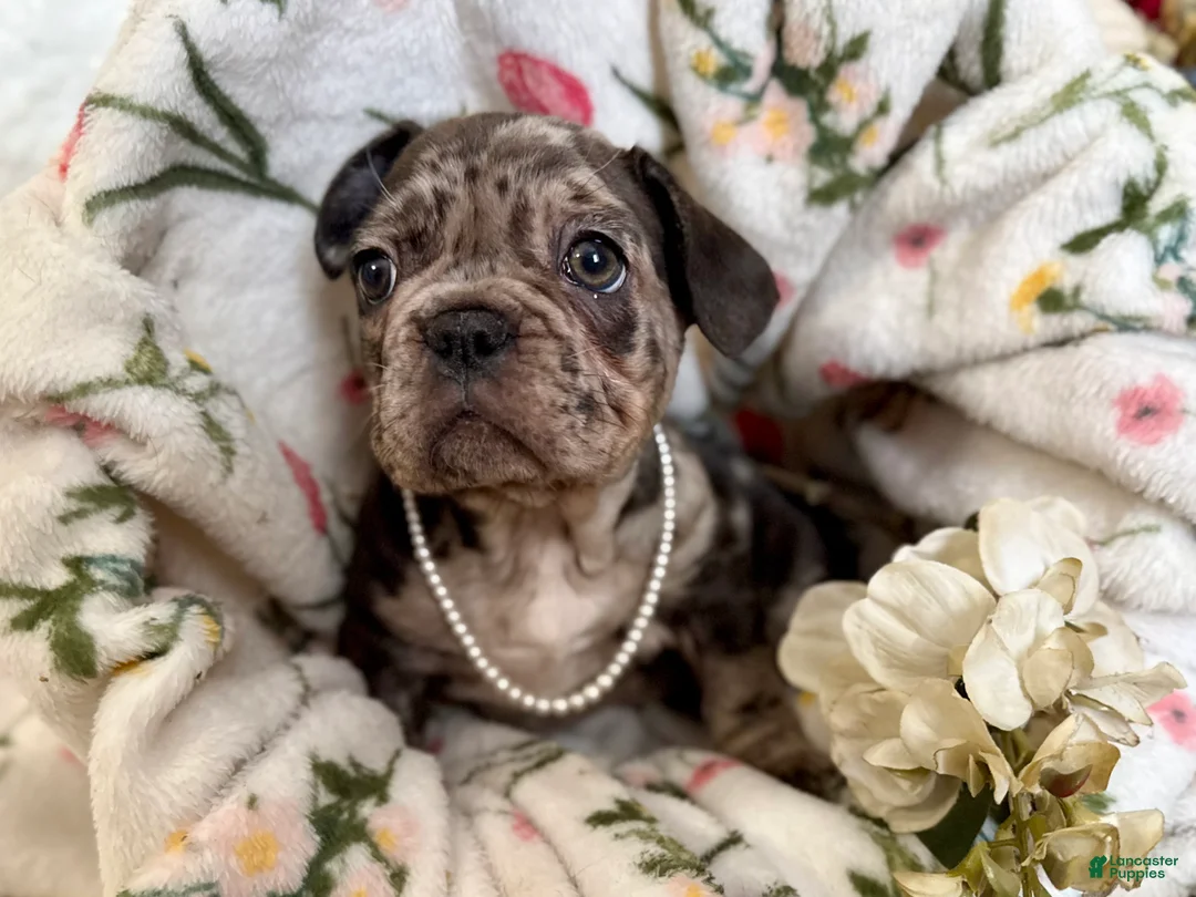 French Bulldog dogs for sale: Brindle Merle (Callie) - Ad 2