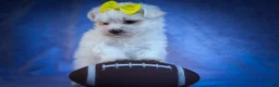 Maltese dogs for sale: Miley💜 - Ad 8