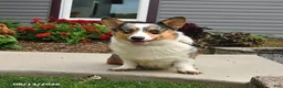 Welsh Corgi Pembroke dogs for sale: Bingo - Ad 3