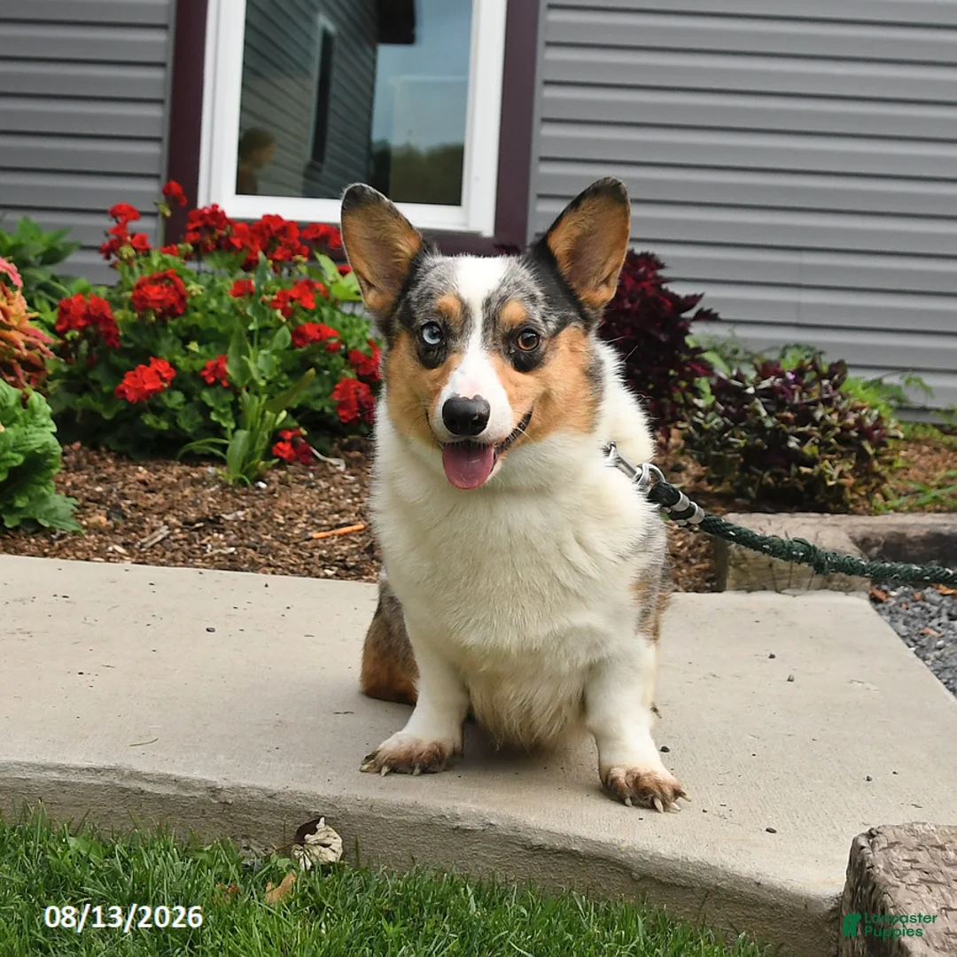 Welsh Corgi Pembroke dogs for sale: Bingo - Ad 3