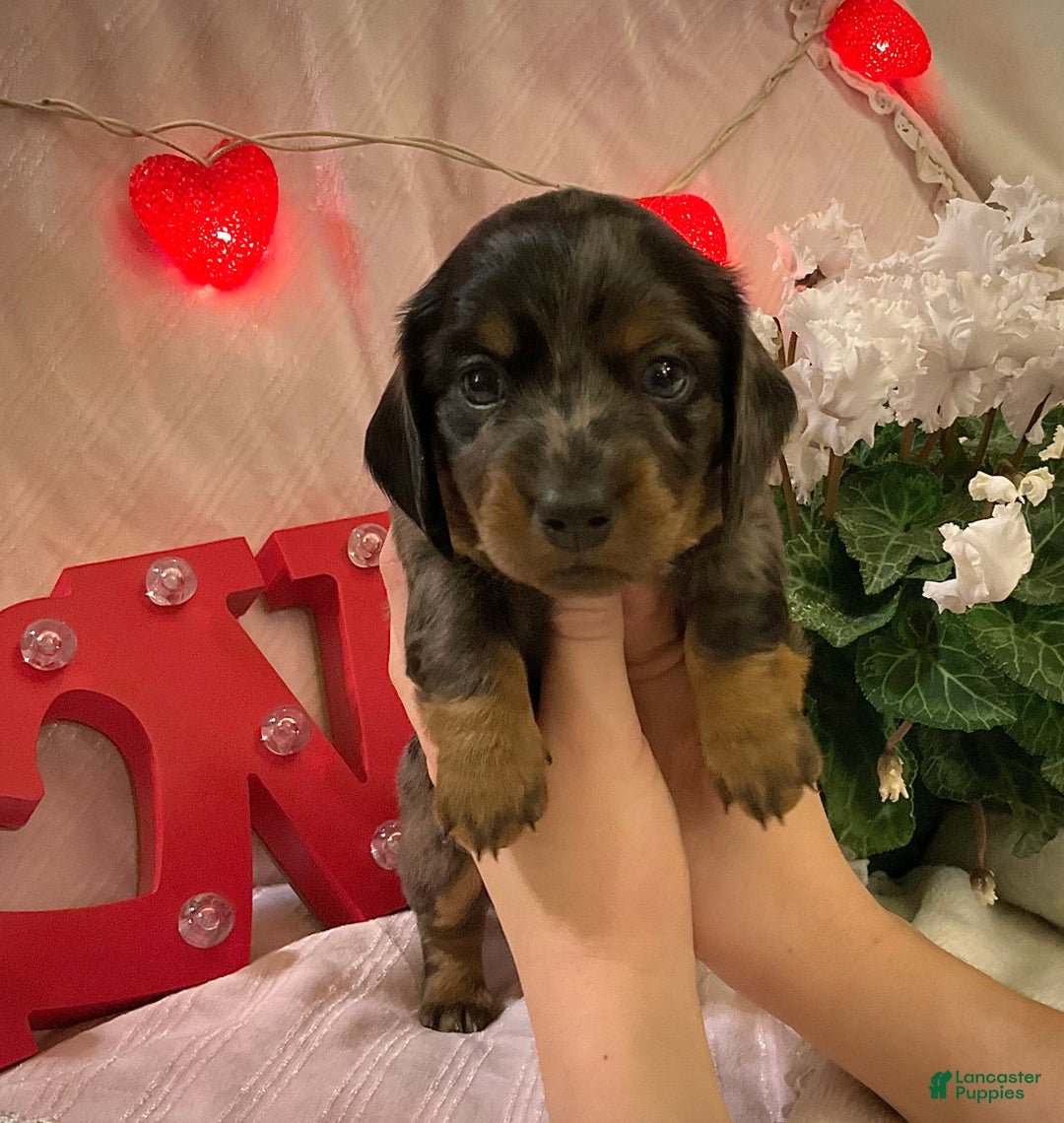 Miniature Dachshund dogs for sale: LuvBug - Ad 2