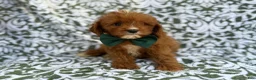 Cavapoo dogs for sale: Lasso - Ad 4