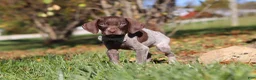 German Shorthaired Pointer dogs for sale: Asher - Ad 5