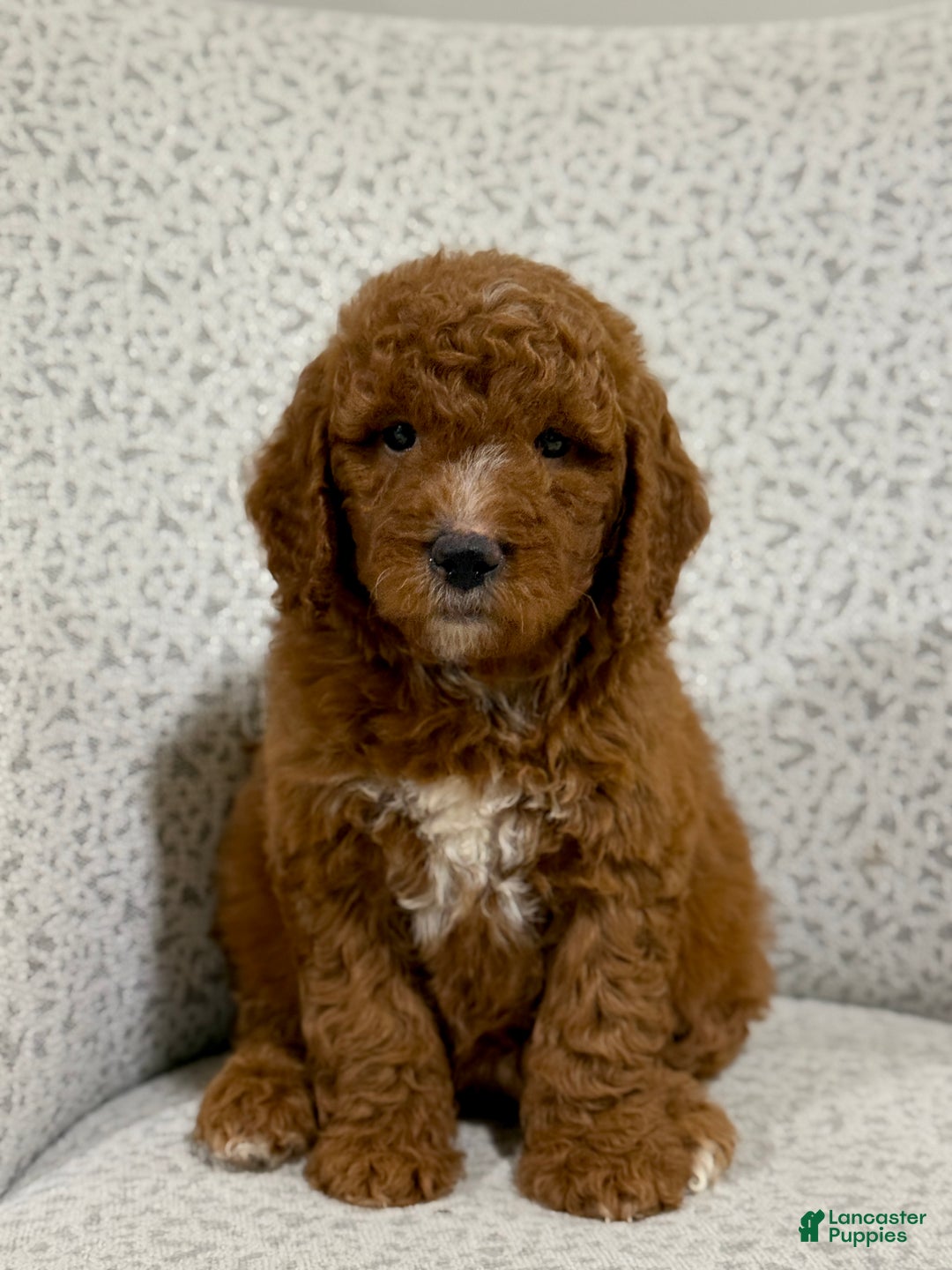 Goldendoodle dogs for sale: Peggy - Ad 1