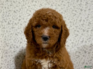 Goldendoodle dogs Peggy - Ad 42