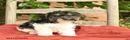 Yorkiepoo dogs for sale: Cheif  - Ad 2