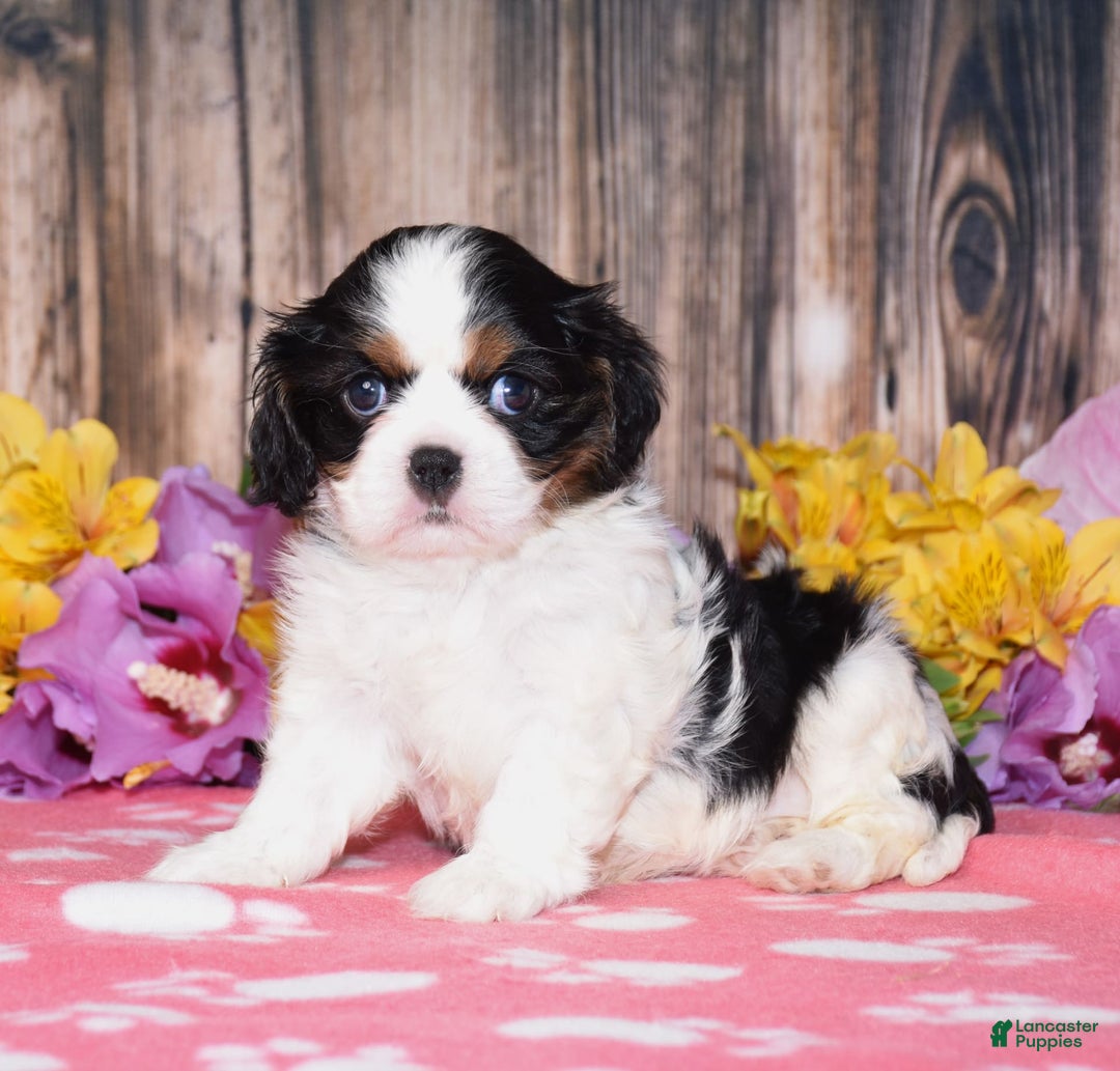 Cavalier King Charles Spaniel dogs for sale: Everest - Ad 5