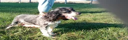 Cocker Spaniel dogs for sale: Gabby - Ad 10