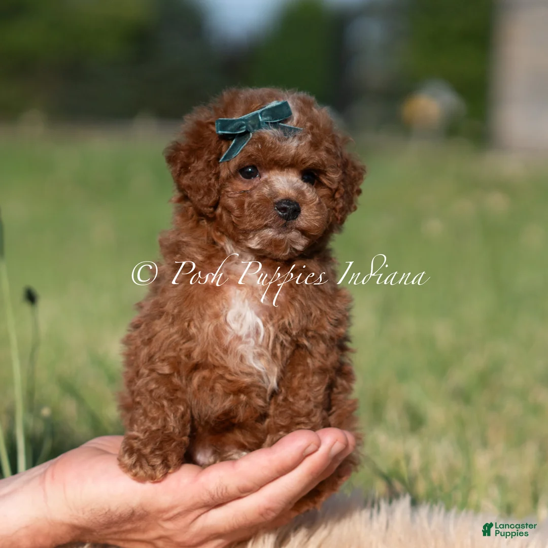 Mini Goldendoodle dogs for sale: Tiny Waffles F1BB - Ad 2