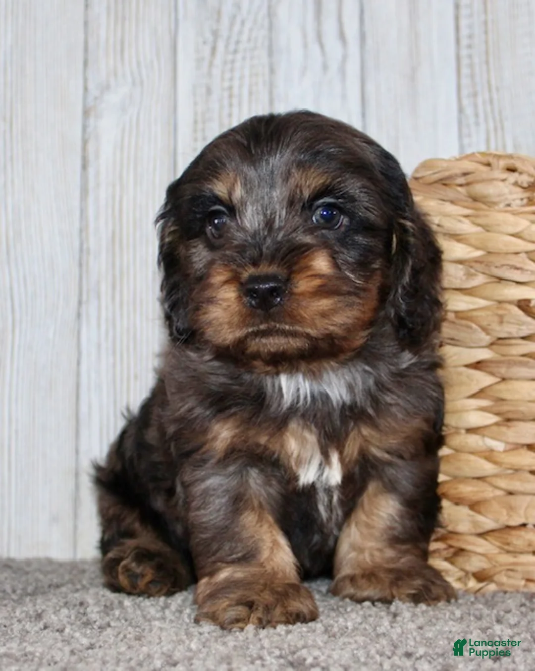 Cockapoo dogs for sale: Snickers - Ad 7