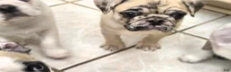 Pug dogs for sale: James - Ad 4