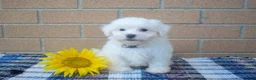 Maltese dogs for sale: Roscoe💙 - Ad 1