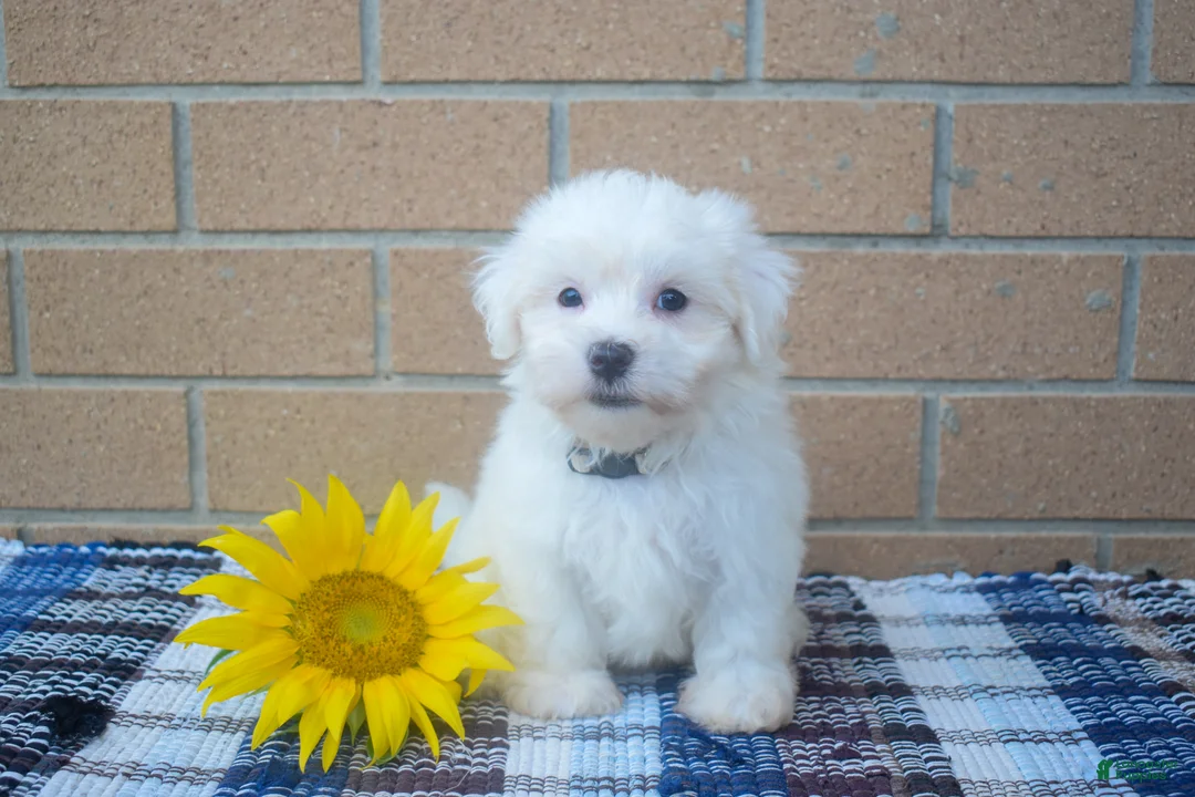 Maltese dogs for sale: Roscoe💙 - Ad 1