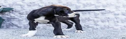 Great Dane dogs for sale: Fern - Ad 3