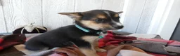 Australian Cattle Dog dogs for sale: Australian Cattle Dog 9 Blue Moon - Ad 4