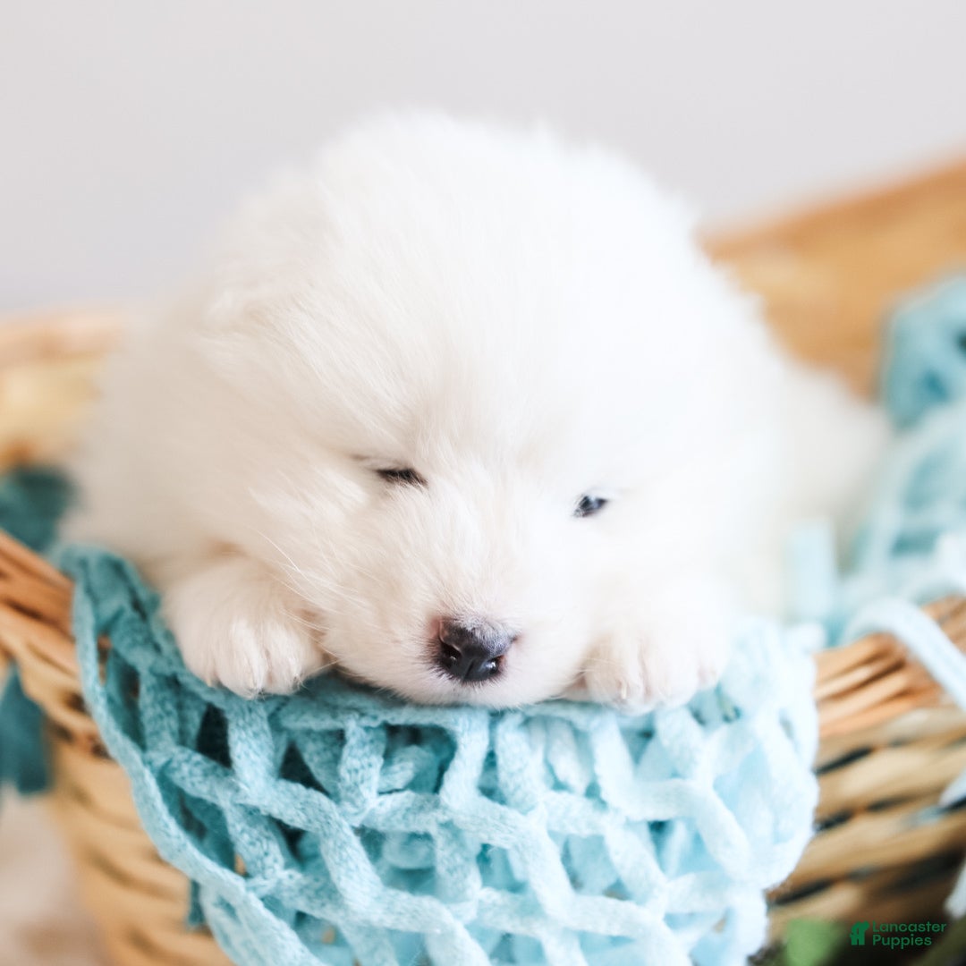 Samoyed dogs Sully - Ad 2