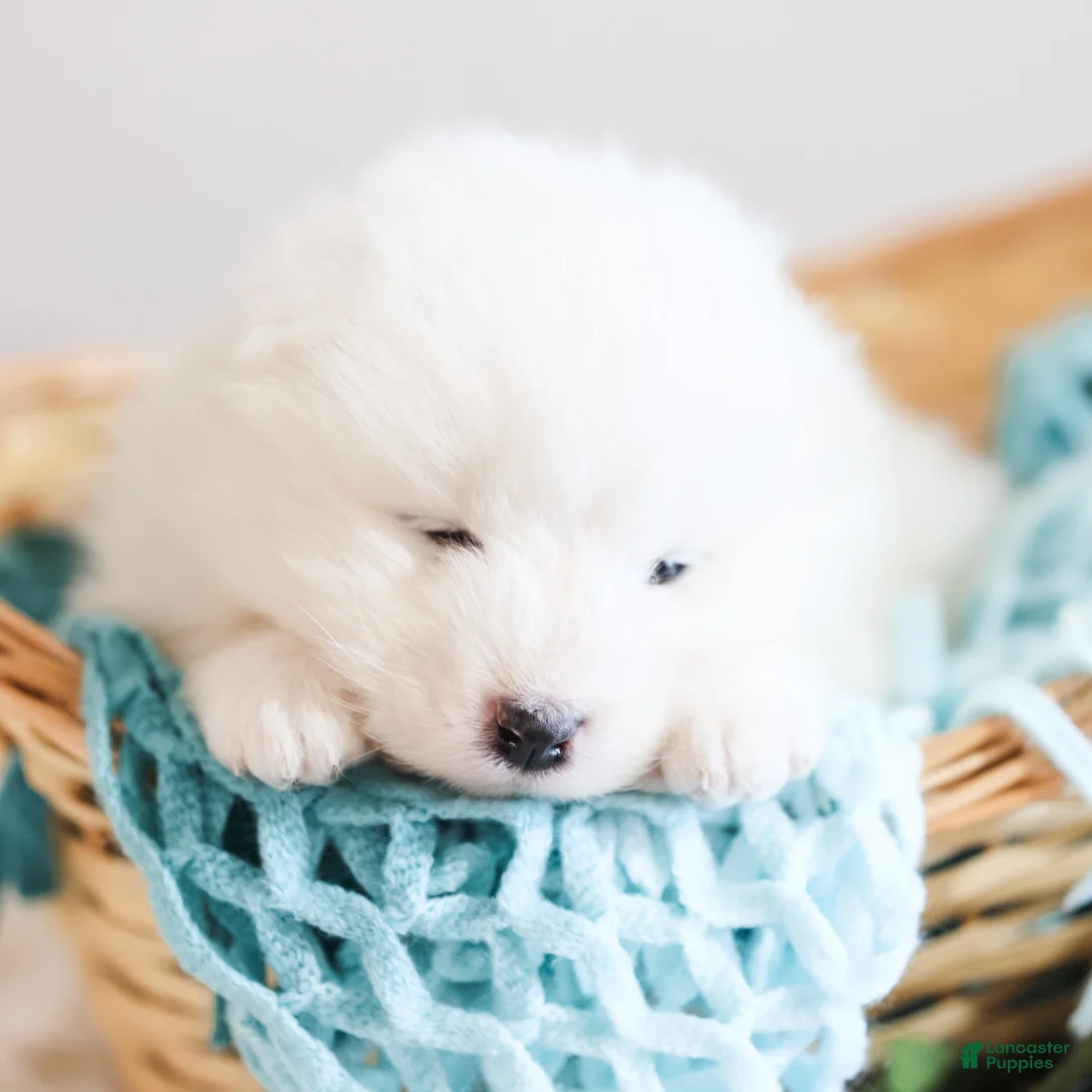Samoyed dogs for sale: Sully - Ad 2