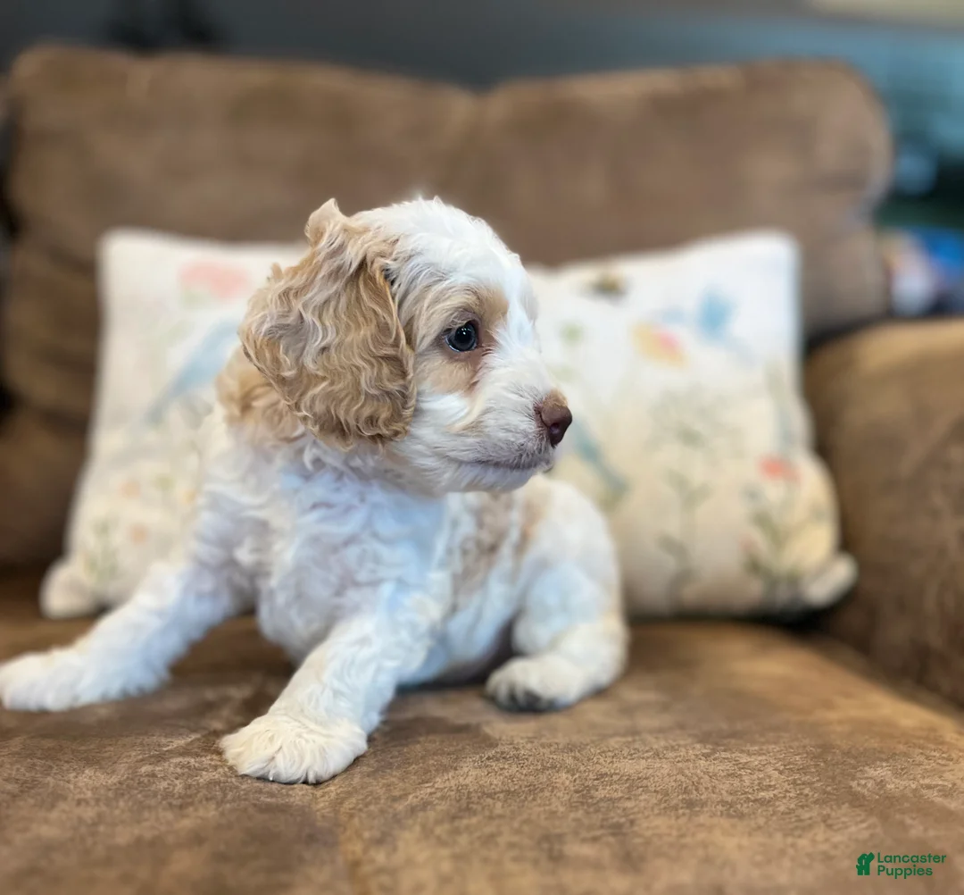 Cockapoo dogs for sale: Buff and white boy/brown nose  - Ad 2