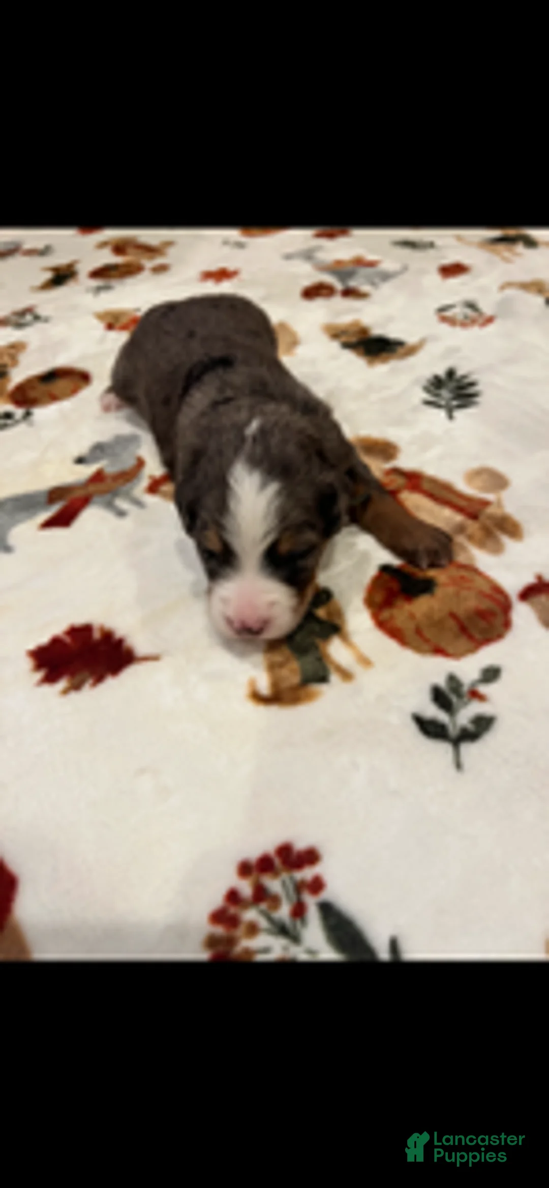 Bernedoodle dogs for sale: Green Collar - Ad 2