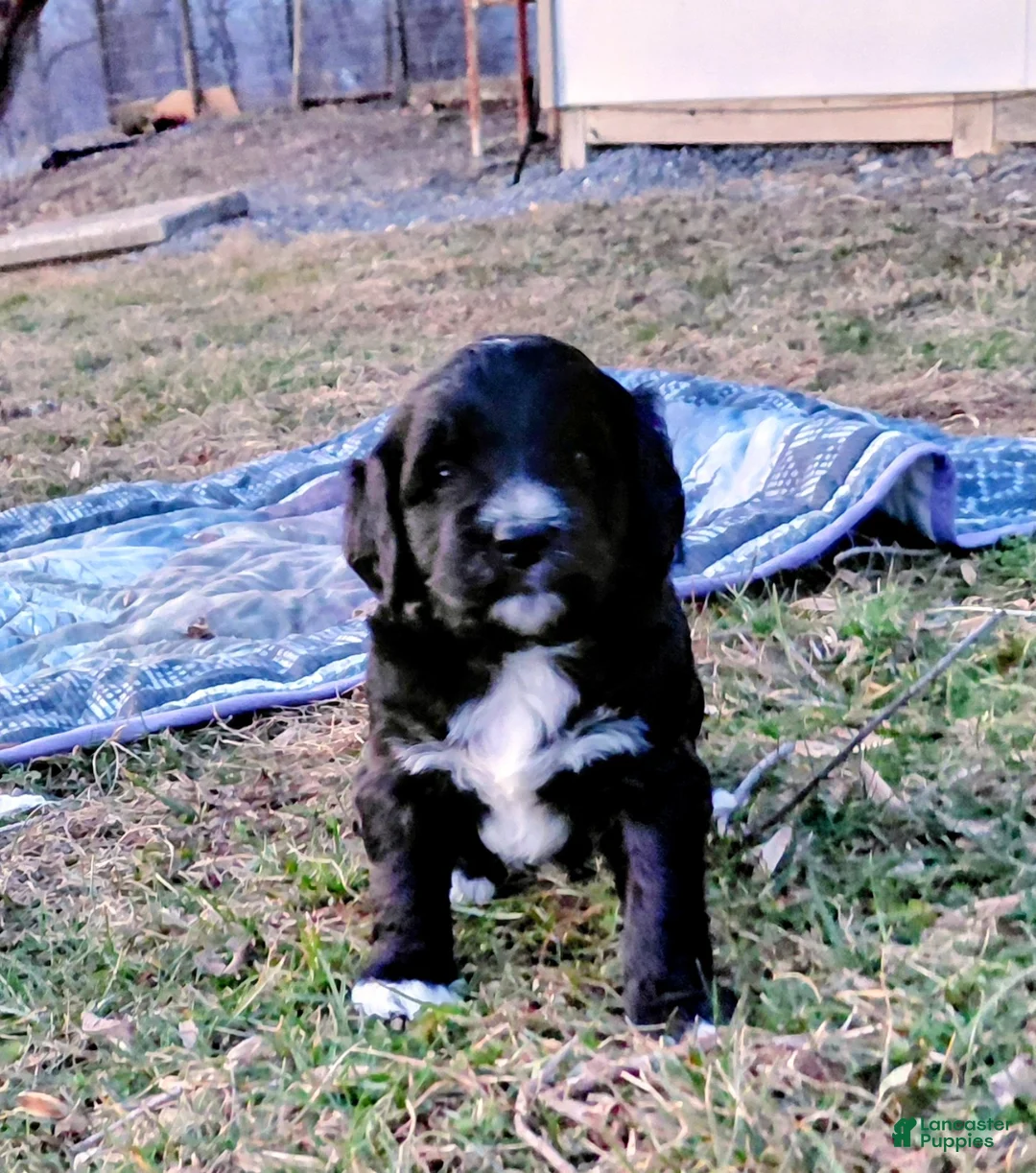 Mini Goldendoodle dogs for sale: Mini Goldendoodle Puppy BLAZE - Ad 1