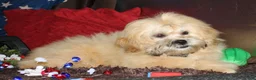 Shihpoo dogs for sale: Luke - Ad 4