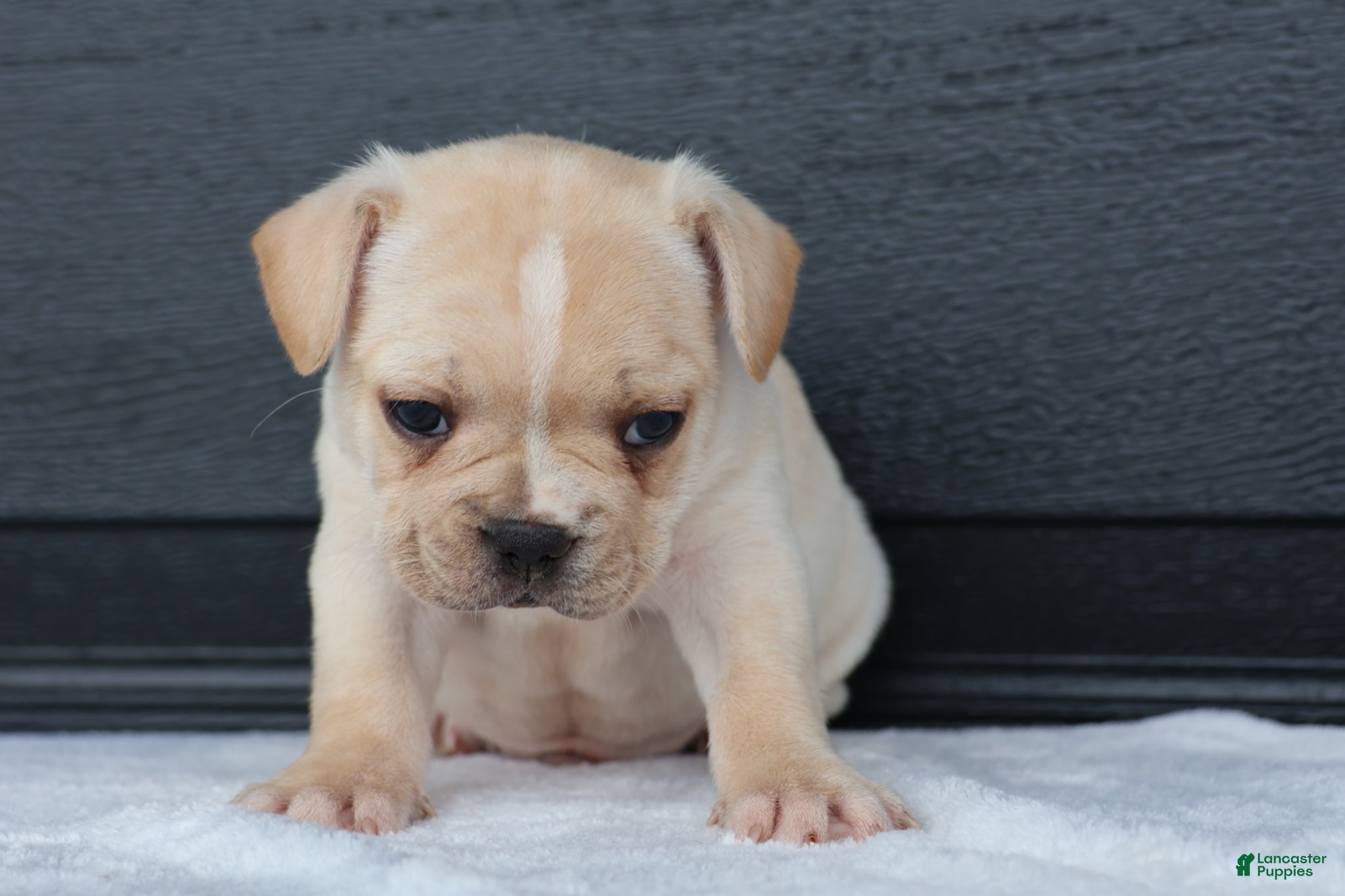 French Bulldog dogs for sale: Ralph - Ad 3