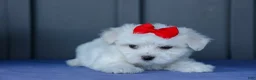 Maltese dogs for sale: OLLIE - Ad 8