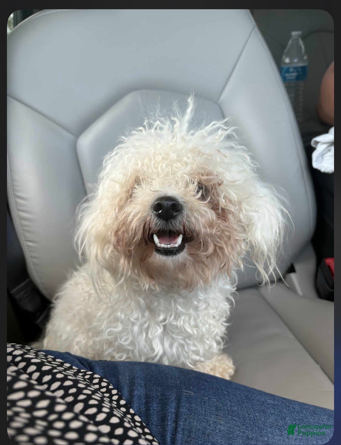Maltipoo dogs Maltipoo 2 - Ad 7
