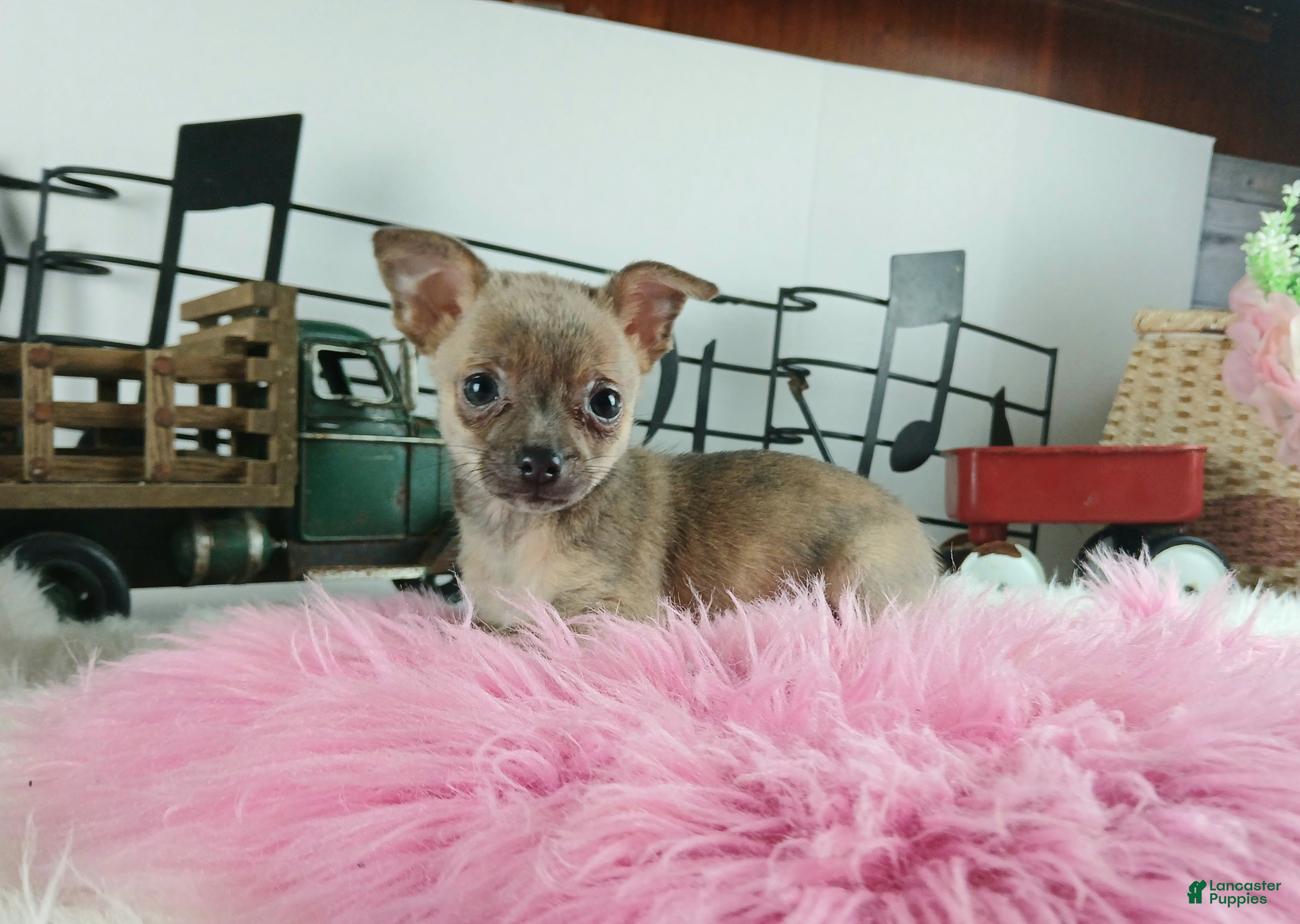 Chihuahua dogs Sparkles Brindle girl,  Nationwide delivery  - Ad 31