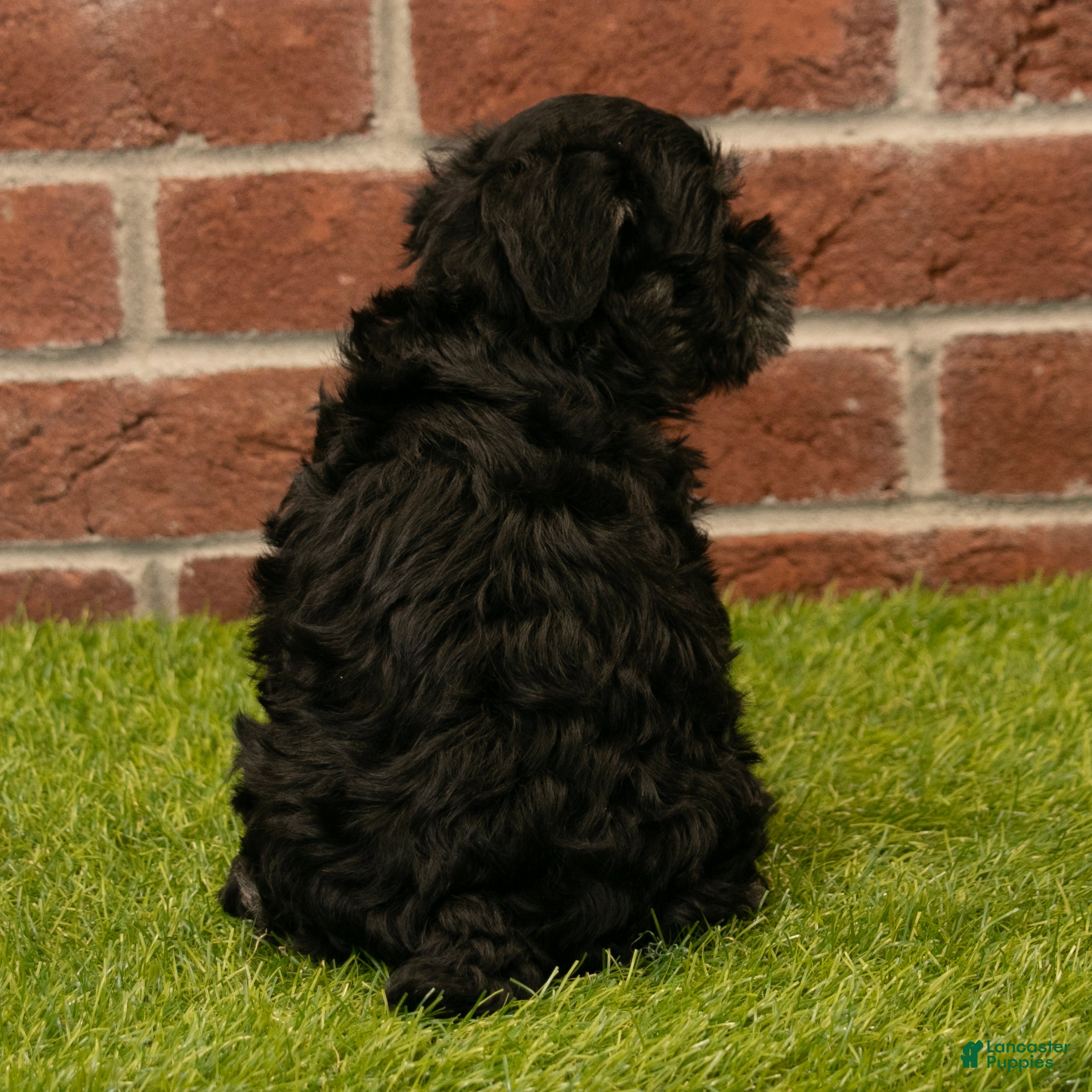 Miniature Schnauzer dogs for sale: Alice - Ad 5