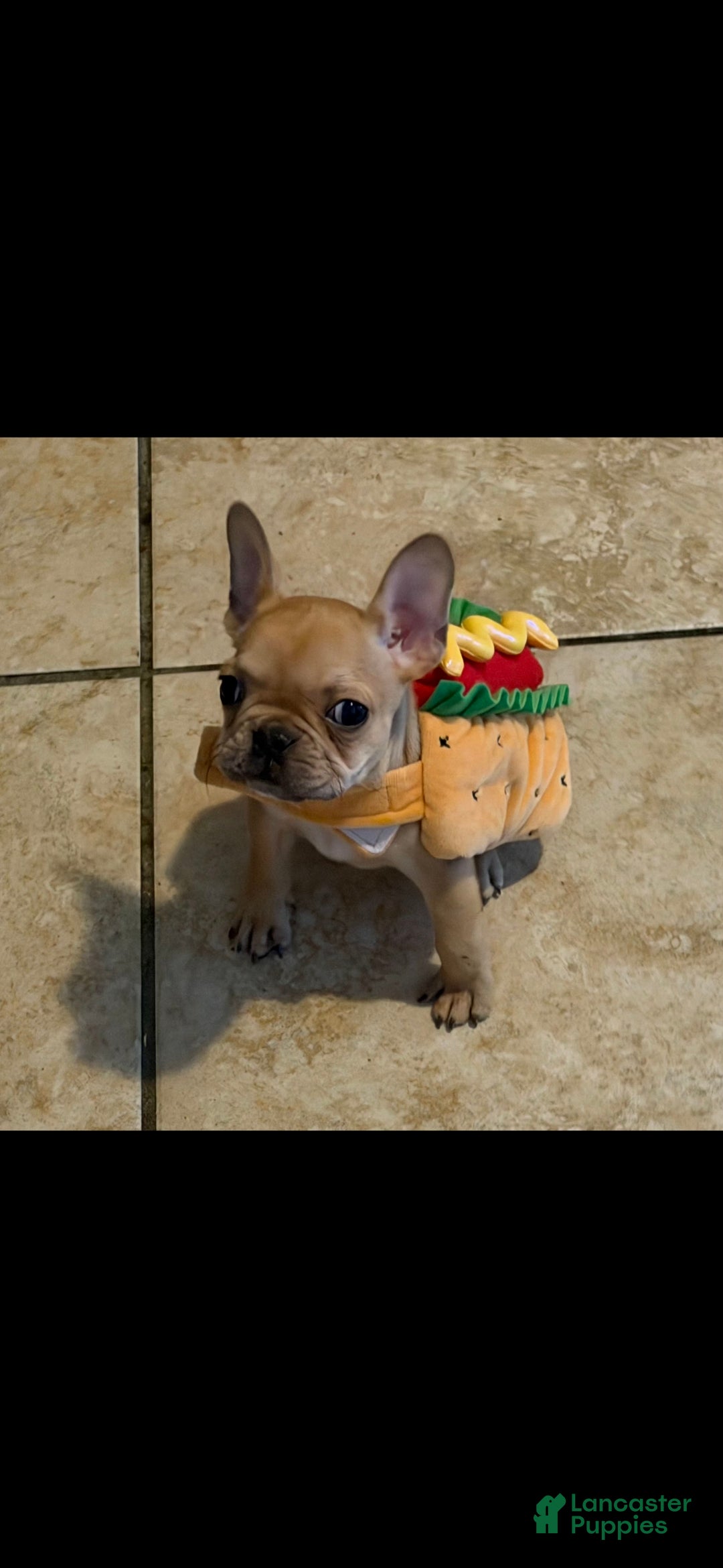 French Bulldog