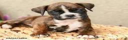 Boxer dogs for sale: Bella   - Ad 4